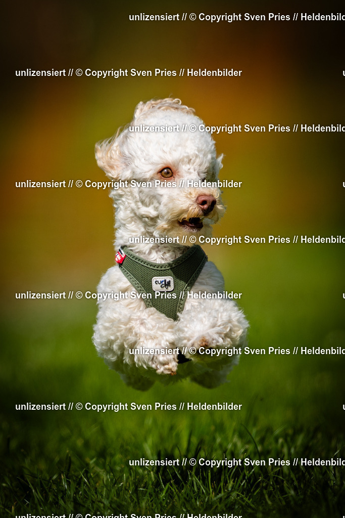 Sven Pries | 2025-04-13 - Hunderennen Baden-Baden - Realisiert mit Pictrs.com