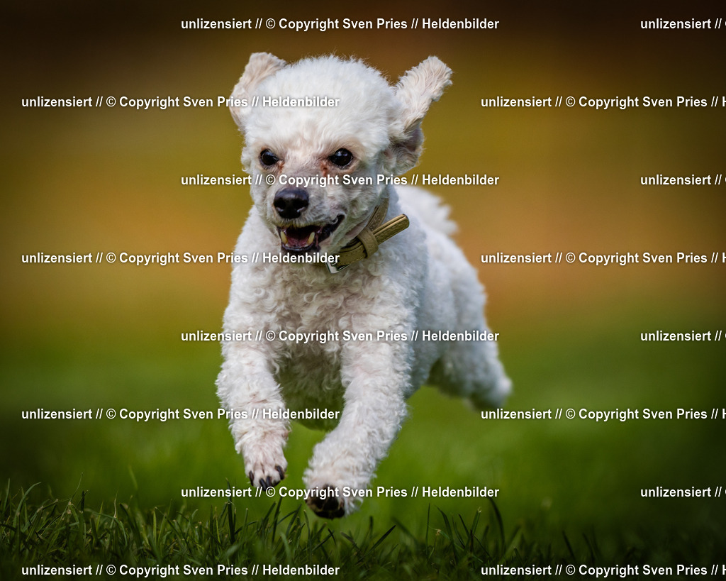 Sven Pries | 2025-04-13 - Hunderennen Baden-Baden - Realisiert mit Pictrs.com