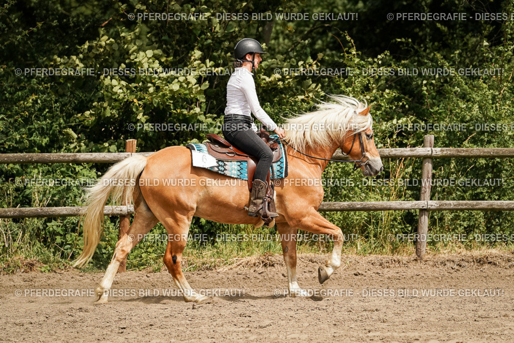 DSC00375 | Pferdegrafie