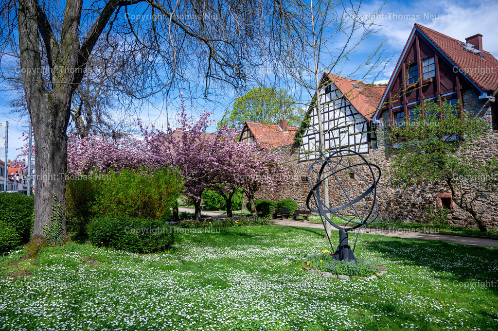 DSC_3811 | Zwingenberg, die älteste Stadt an der Bergstraße,hier der Stadtpark in Frühlingslaune mit blühenden Ziehkirschen, , Bild: Thomas Neu