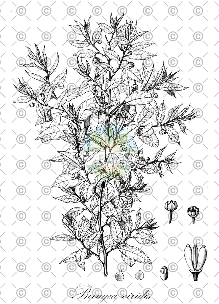 HistAbb_wfo-0000567124_1_ENZY_Simple | Historische Abbildung von Bocagea viridis - Annonaceae | Historical Illustration of Bocagea viridis - Annonaceae