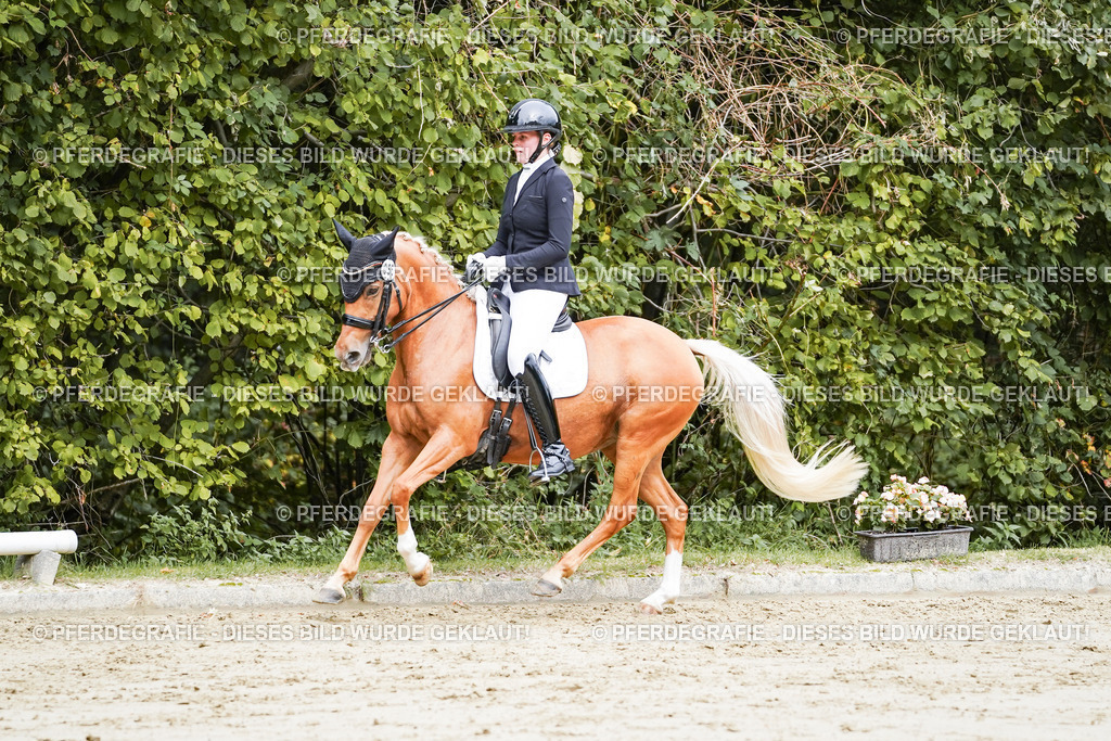 DSC04153 | Pferdegrafie