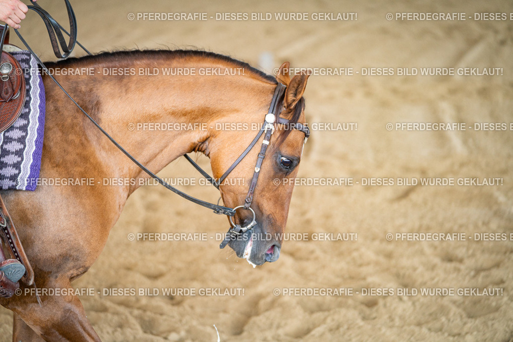 DSC02619 | Pferdegrafie