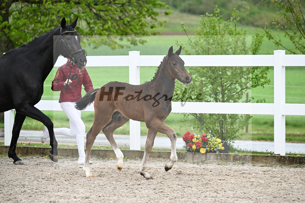Kat-Nr. 42 HF Extreme U.S. x Jazzman_KFL Sporthorses_23261460 | hf-fotografie - Realizzato con Pictrs.com