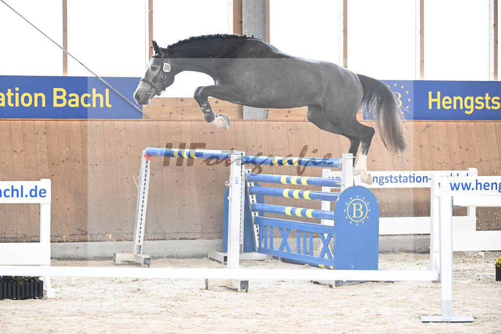Kat-Nr. 88 See you soon TN v. Comme il faut_Tibor Horses Int. u KES Kreidl_5251306 | hf-fotografie - Realisiert mit Pictrs.com