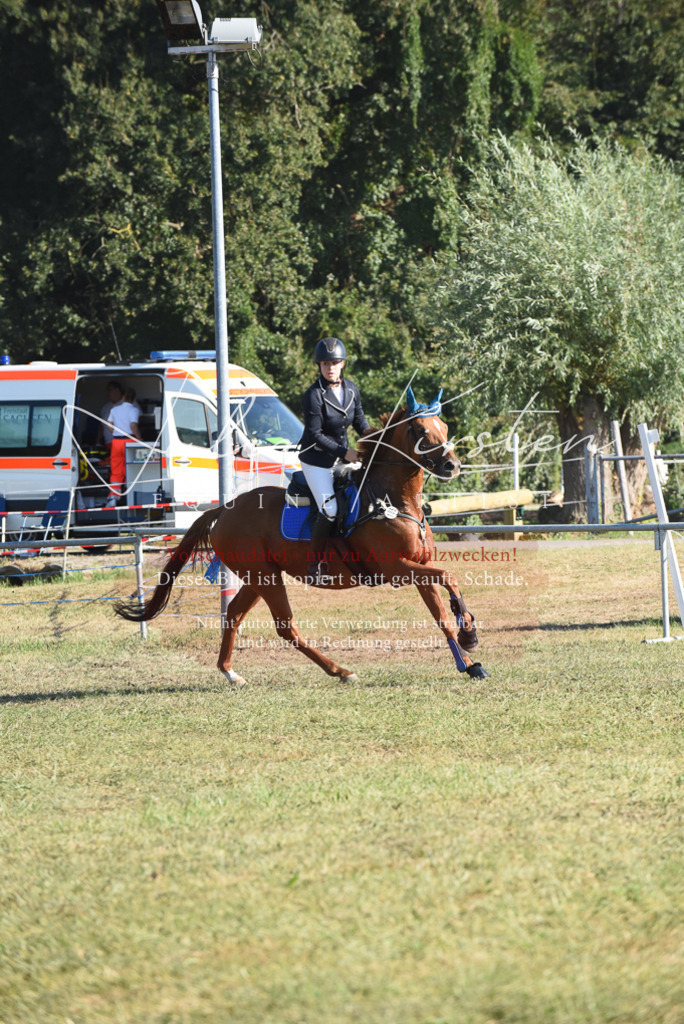 DSC_5231 | Pferde- und Turnierfotografie in Westsachsen. Pferdeportraits, Auftragszeichnungen und intuitive Kunst.