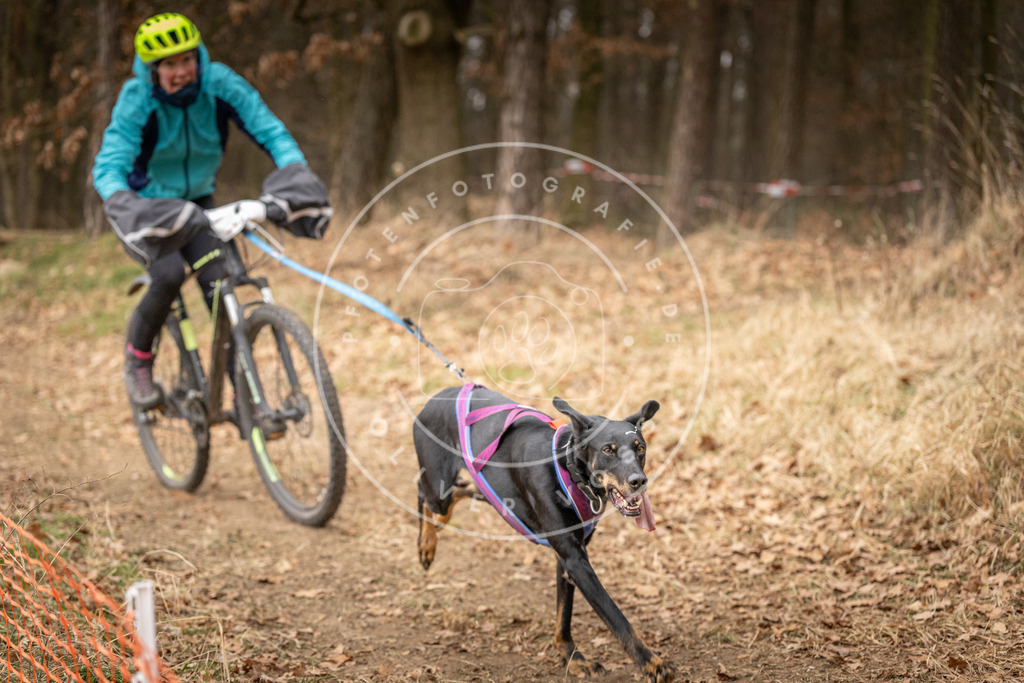Pfotenfotografie_DV3A3043 | Hundefotografie, Tierfotograf, Pfotenfotografie, Fotoshooting Hund, Hunde Portrait, Hundesport, Hundeportraits, Heideshooting, Hunde, Sportfotograf, Hundefotograf, Turnierhundsport, THS,  - Realisiert mit Pictrs.com