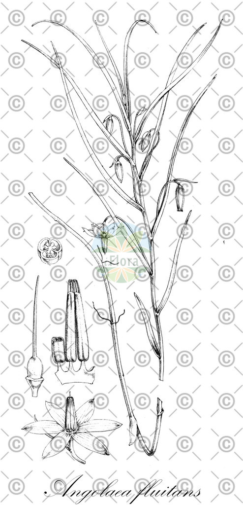 HistAbb_wfo-0000536542_495_ENZY_Simple | Historische Abbildung von Angolaea fluitans - Podostemaceae | Historical Illustration of Angolaea fluitans - Podostemaceae