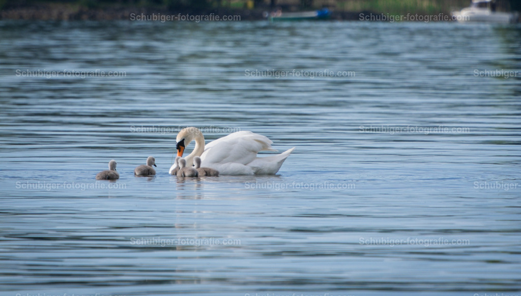 Schwanenfamilie | fotografie, Schubiger, Landschaftsfotografie, Tierfotografie, Industrie, Immobilien, Bilder, Poster, Kunst und KI - Realisiert mit Pictrs.com
