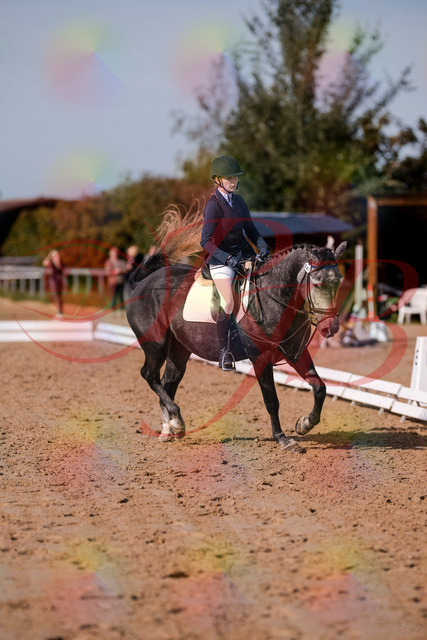 2026_10_03_Siefer-Hof_120336_Z81_05192660 | Professionelle Reitsport-, Turnier- und Eventfotografie von Robert Broda. Galerien mit ausgewählten und bearbeiteten Bildern direkt online ansehen und bestellen.