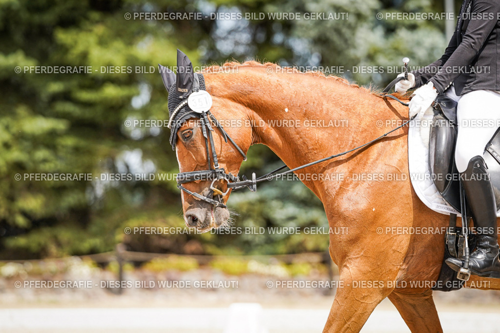 DSC03977 | Pferdegrafie