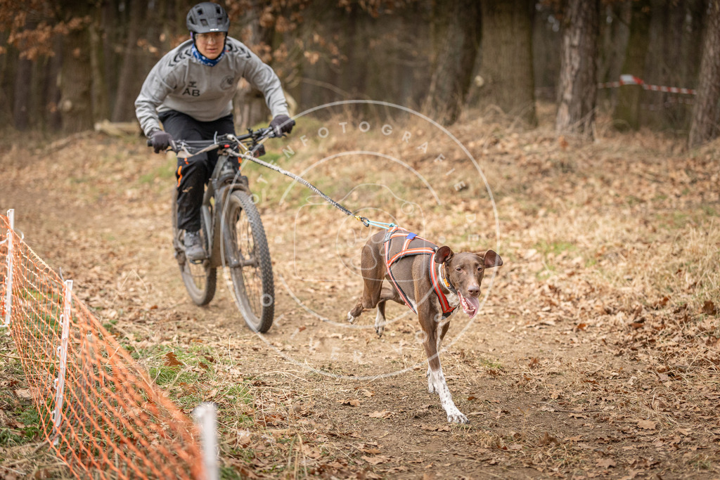Pfotenfotografie_DV3A2853 | Hundefotografie, Tierfotograf, Pfotenfotografie, Fotoshooting Hund, Hunde Portrait, Hundesport, Hundeportraits, Heideshooting, Hunde, Sportfotograf, Hundefotograf, Turnierhundsport, THS,  - Realisiert mit Pictrs.com