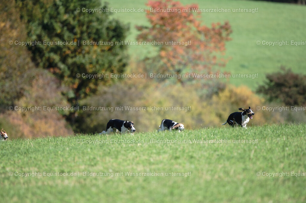 20251011_Jagd-Marbach_0366 | Foto: Thomas Hartig