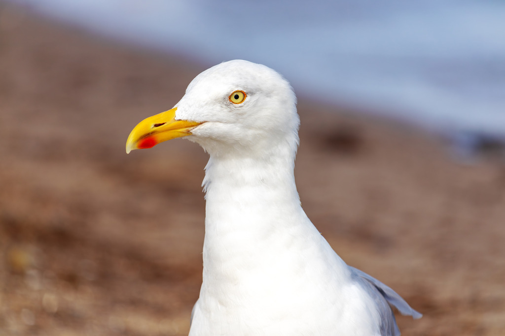 Wandbild: Elegante Möwe am Weidefelder Strand | In diesem beeindruckenden Wandbild wird die Anmut einer Möwe in Nahaufnahme am Weidefelder Strand festgehalten. Der unscharfe Hintergrund des Strandes unterstreicht die feinen Details der Möwenfedern und das strahlende Auge des Vogels. Ideal für jedes Zuhause oder Büro, das eine ruhige und friedliche Küstenstimmung sucht. - Realisiert mit Pictrs.com