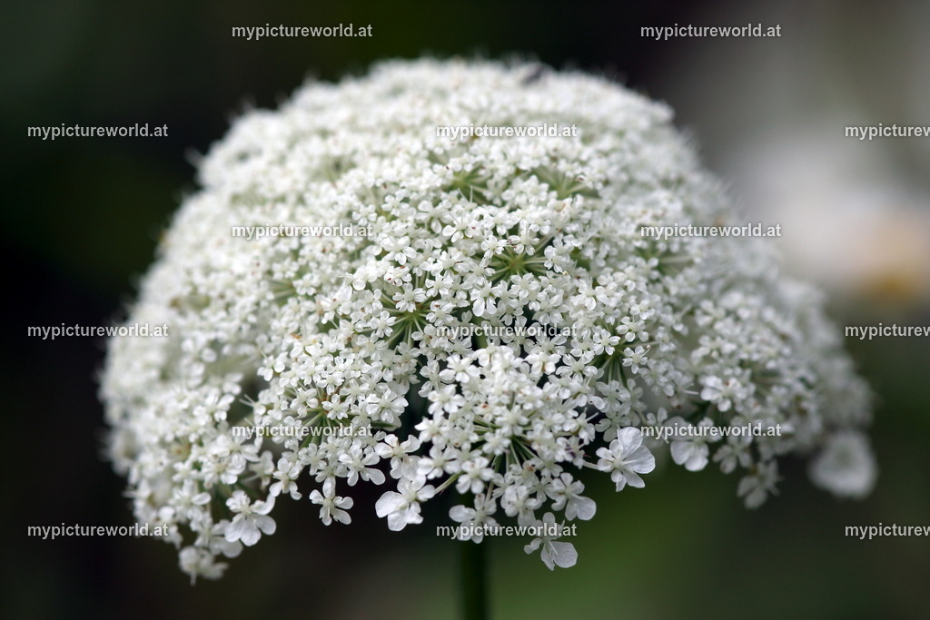 Wilde Möhre-006 | Das Bilderarchiv über Tiere, Planzen und Landschaften. In der Bilddatenbank finden Sie ein große Auswahl an hochwertigen Bilder für Ihre Werbung - Realisiert mit Pictrs.com