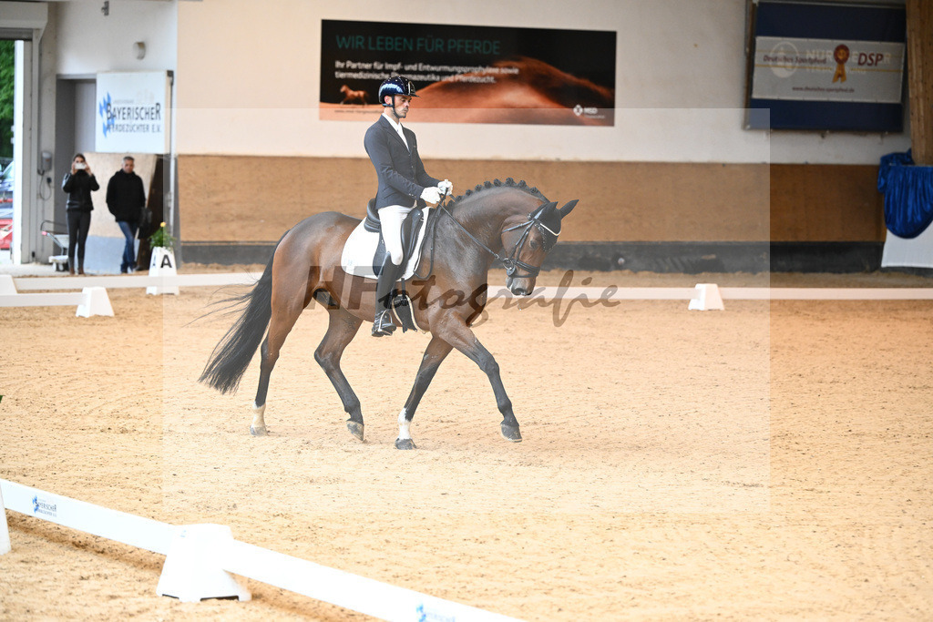 Kat-Nr. 39 Django_v d Vorst_14240509 | hf-fotografie - Realisiert mit Pictrs.com