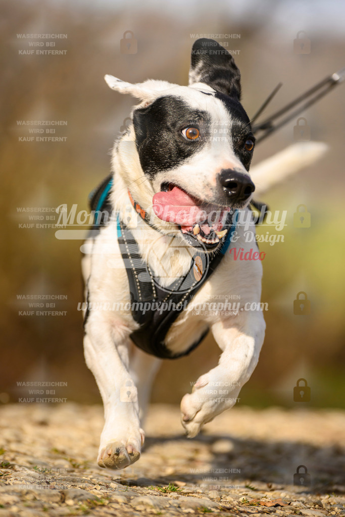 MompixPhotography_6ReiatRennen2026_SA_HappyDog-29 | PayLife