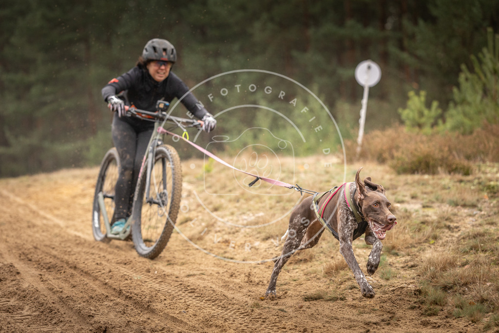 Pfotenfotografie_DV3A4667 | Hundefotografie, Tierfotograf, Pfotenfotografie, Fotoshooting Hund, Hunde Portrait, Hundesport, Hundeportraits, Heideshooting, Hunde, Sportfotograf, Hundefotograf, Turnierhundsport, THS,  - Realisiert mit Pictrs.com