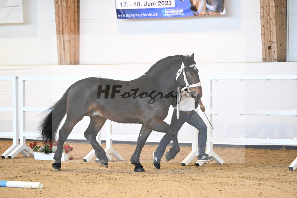Kat-Nr. 4 v. Gladiator II_Zollhauser_2230022 | hf-fotografie - Realisiert mit Pictrs.com