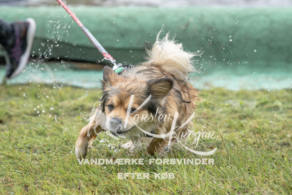 1539_ZZ94755 | kk-dogfotos