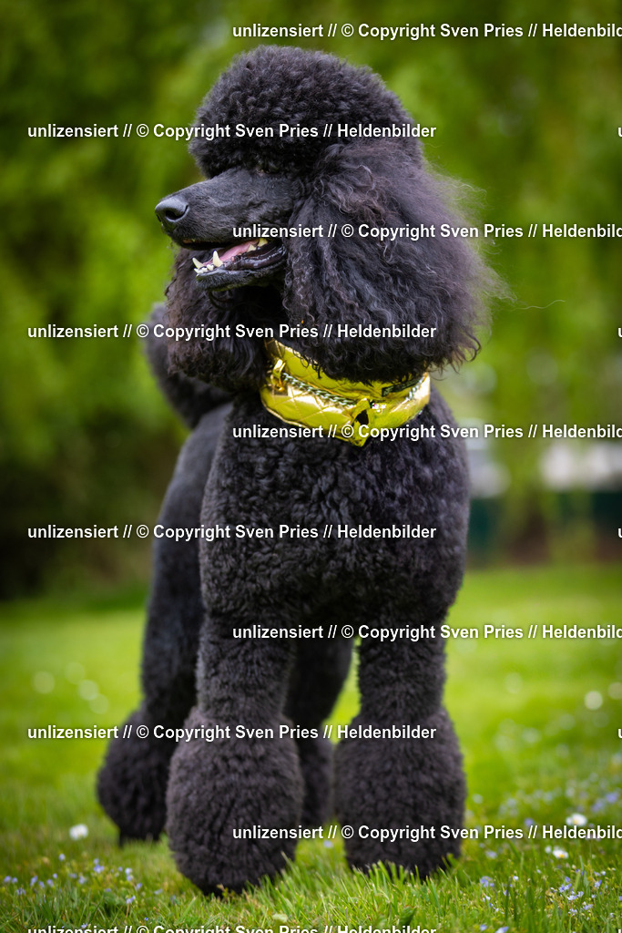 Sven Pries | 2025-04-13 - Hunderennen Baden-Baden - Realisiert mit Pictrs.com