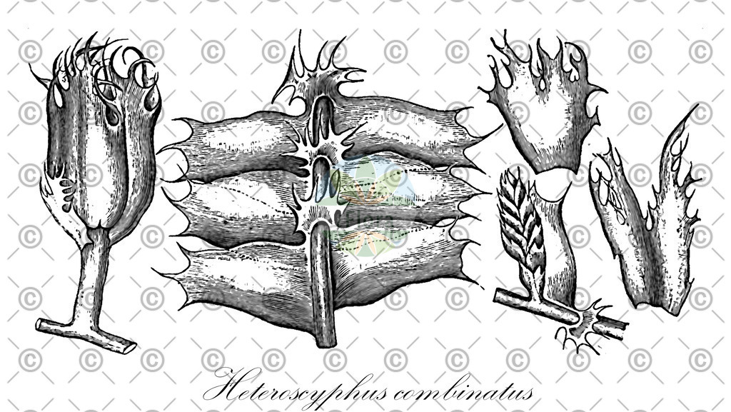 HistAbb_4WRW_2_ENZY_Simple | Historische Abbildung von Heteroscyphus combinatus - Lophocoleaceae | Historical Illustration of Heteroscyphus combinatus - Lophocoleaceae