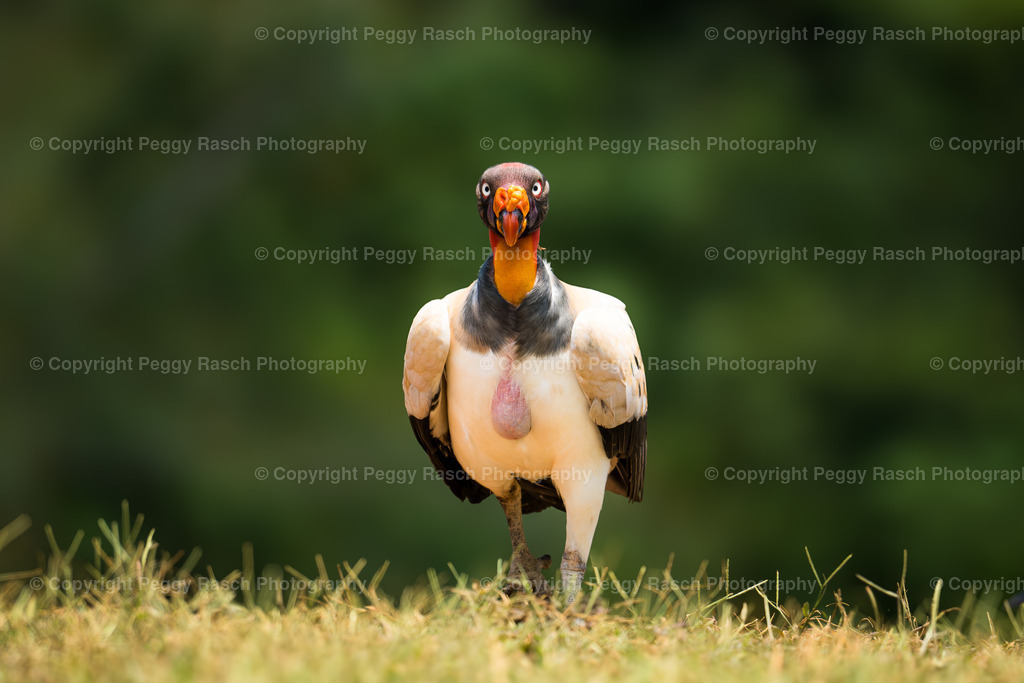 Königsgeier (16) | PeggyRaschPhotography - Realisiert mit Pictrs.com