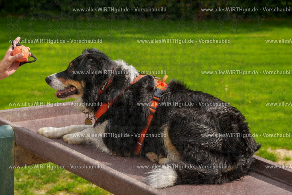 Hundeschwimmen_Grefrath_2026-allesWIRTHgut_Tierfotografie-11_57-FAY08457 | Professionelle Tierfotografie in Mönchengladbach von Daniel Wirth (allesWIRTHgut). Liebevolle & natürliche Bilder von Hunden & Katzen für unvergessliche Erinnerungen.