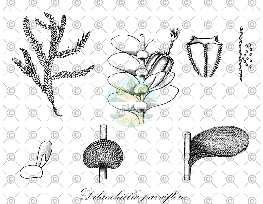 HistAbb_wfo-0000644953_1_ENZY_Simple | Historische Abbildung von Dibrachiella parviflora - Lejeuneaceae | Historical Illustration of Dibrachiella parviflora - Lejeuneaceae