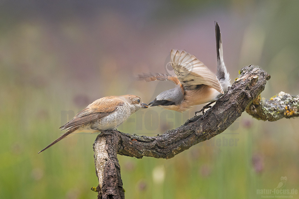 R5NF3664_20240530 | Obwohl der Neuntöter kaum größer ist als ein Spatz, gehören große Libellen, kleine Mäuse und Jungvögel zu seinen Beutetieren. Von einem Aussichtspunkt aus beobachtet er den Boden im nahen Umkreis. Wenn er eine Maus entdeckt hat, stürzt er sich auf sie und tötet sie mit seinem spitzen Schnabel, ähnlich wie ein großer Raubvogel. Insekten fängt der Neuntöter im Flug.  - Realisiert mit Pictrs.com