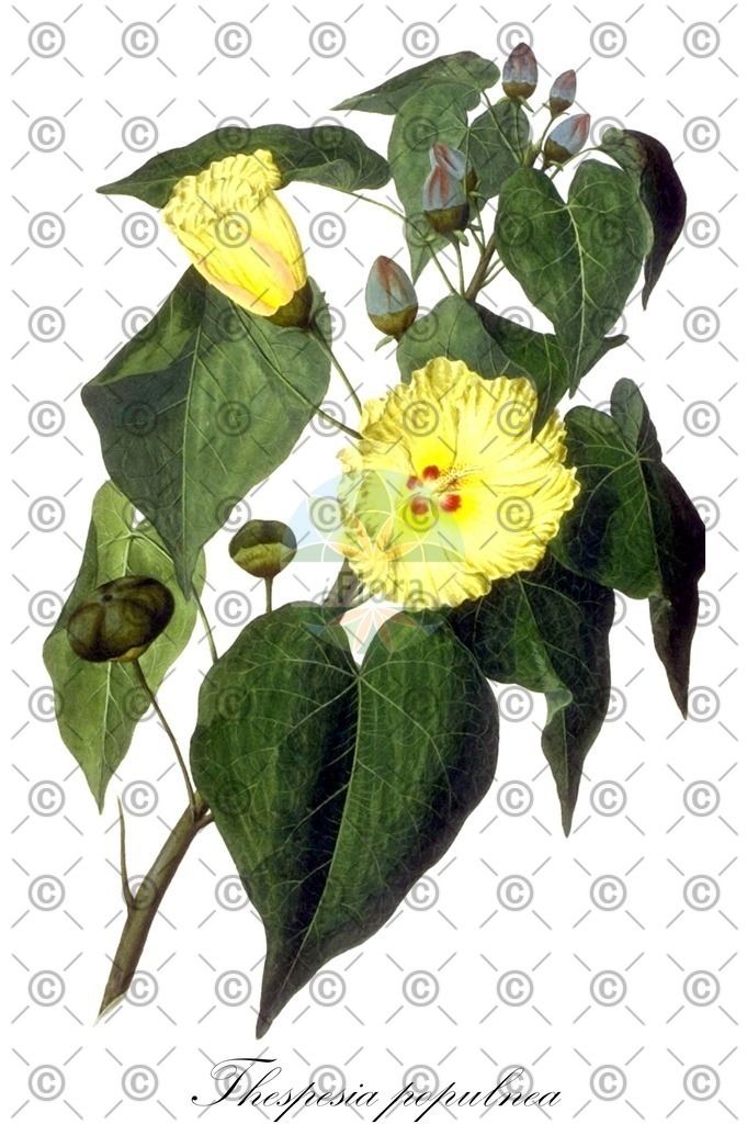 HistAbb_wfo-0000066910_1_ENZY_Simple | Historische Abbildung von Thespesia populnea - Malvaceae | Historical Illustration of Thespesia populnea - Malvaceae (cork-tree;majagua;portia tree;seaside mahoe)