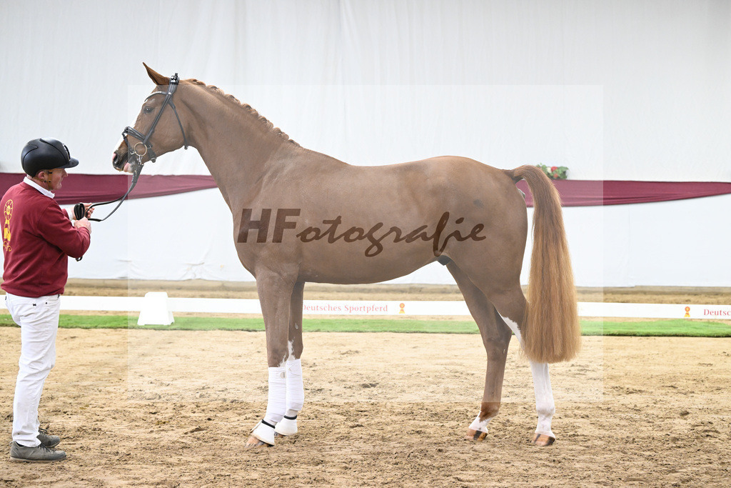 Kat-Nr. 118 Damaschino I x Mochito_Josef Zunterer_47253823 | hf-fotografie - Realisiert mit Pictrs.com