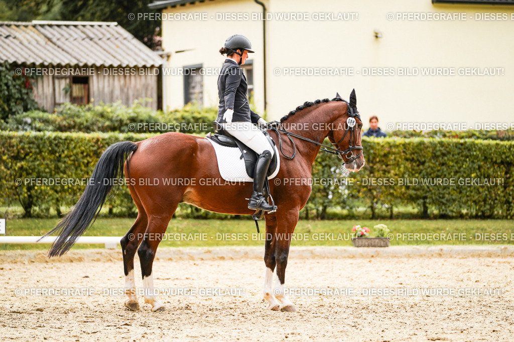 DSC03373 | Pferdegrafie