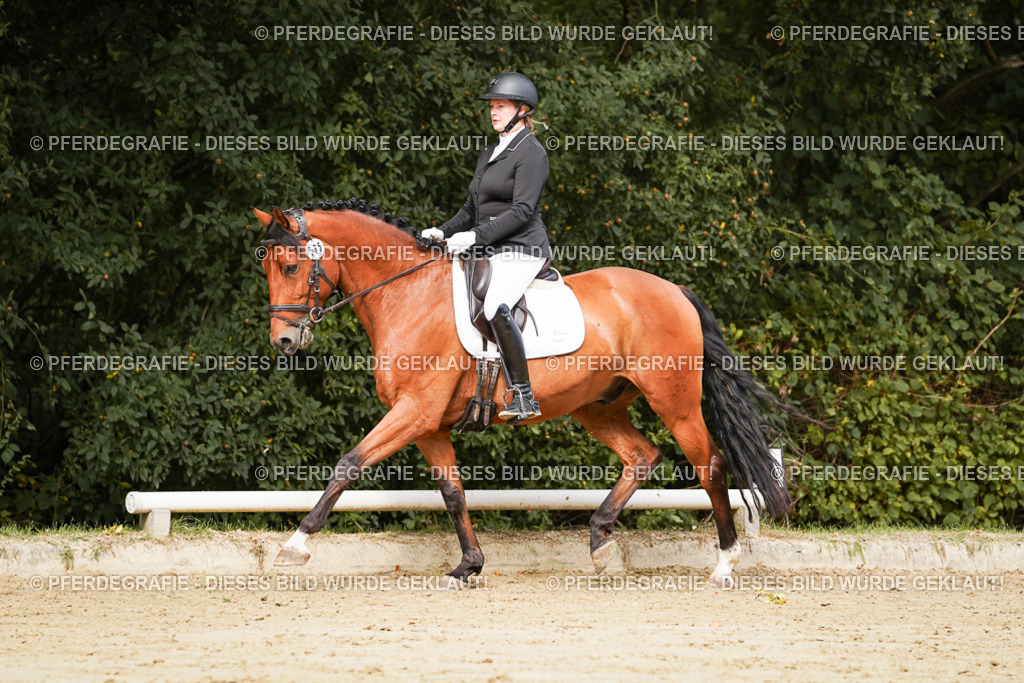 DSC01890 | Pferdegrafie