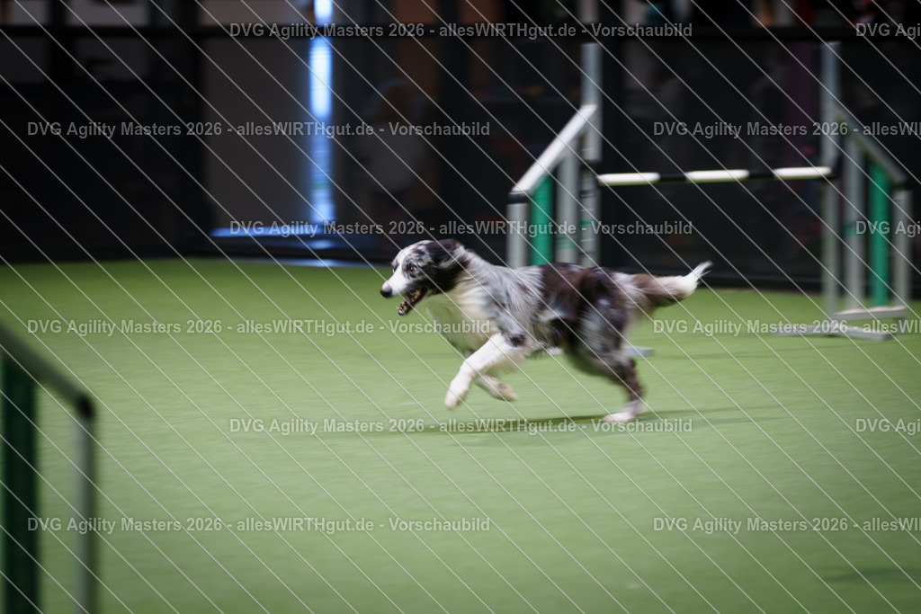allesWIRTHgut_Tierfotografie-DVG_Agility_Masters_2026-16_41-7R508424 | Professionelle Tierfotografie in Mönchengladbach von Daniel Wirth (allesWIRTHgut). Liebevolle & natürliche Bilder von Hunden & Katzen für unvergessliche Erinnerungen.