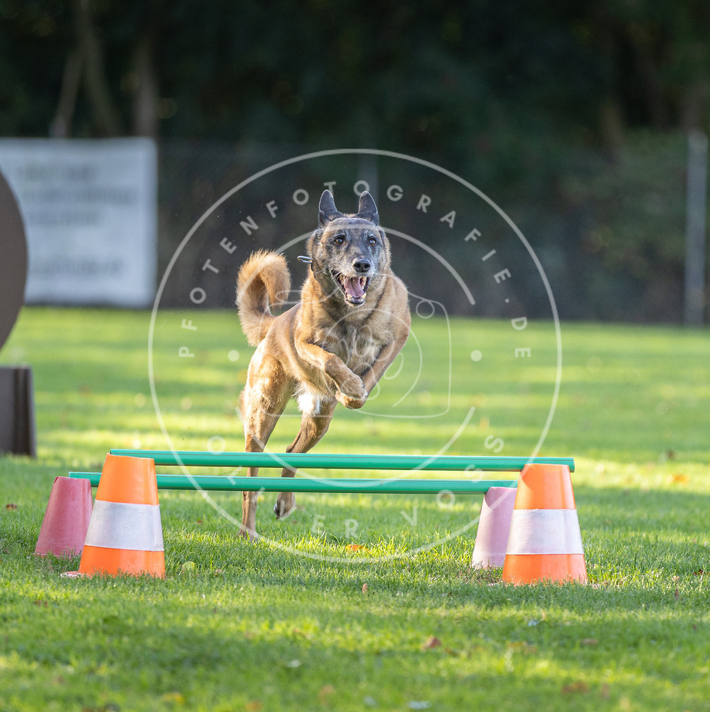 Pfotenfotografie.de_DV3A3602 | Hundefotografie, Tierfotograf, Pfotenfotografie, Fotoshooting Hund, Hunde Portrait, Hundesport, Hundeportraits, Heideshooting, Hunde, Sportfotograf, Hundefotograf, Turnierhundsport, THS, canicross - Realisiert mit Pictrs.com