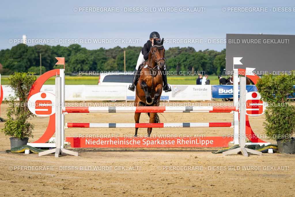 DSC02674 | Pferdegrafie