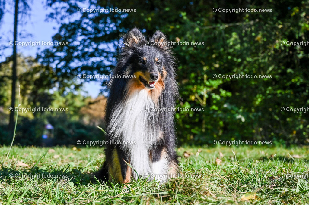 Hund_ Hunde_ 18.10.2021-19 | 18.10.2021, Linz, AUT, Hund, Hunde, im Bild Hund, Hunde, spazieren, Freilaufzone, Spazierweg, Arrigo und Luigi