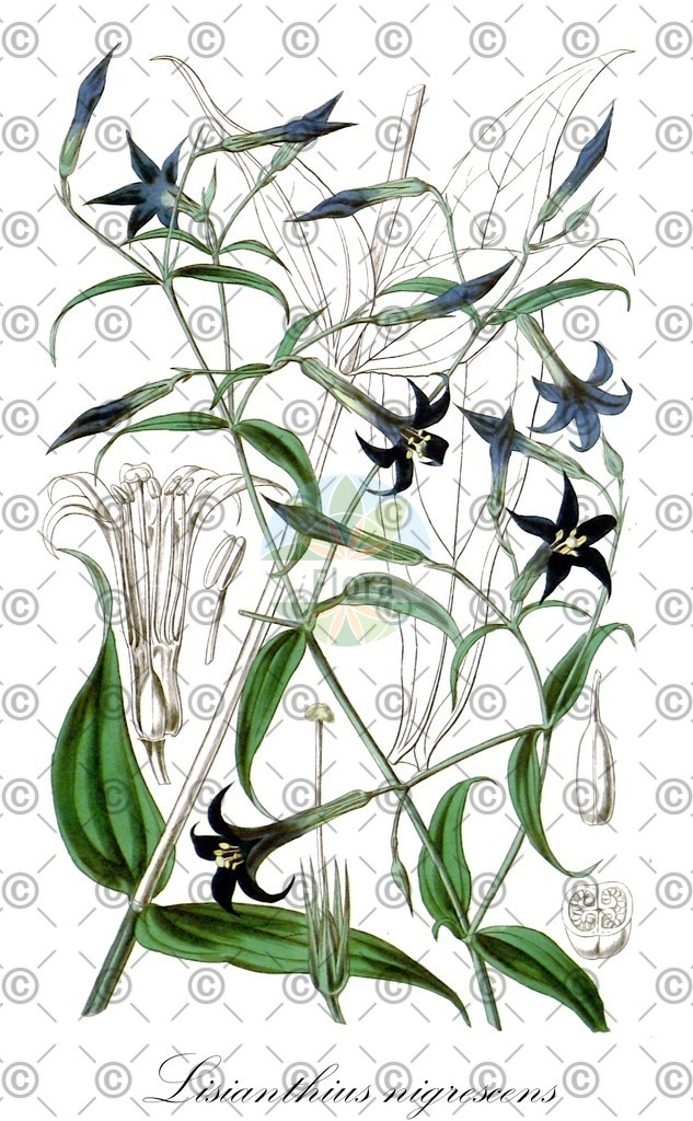 HistAbb_wfo-0000366449_1_ENZY_Simple | Historische Abbildung von Lisianthius nigrescens - Gentianaceae | Historical Illustration of Lisianthius nigrescens - Gentianaceae