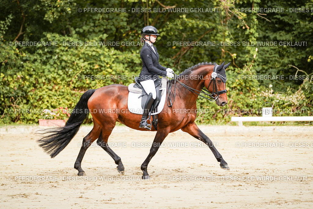 DSC01891 | Pferdegrafie