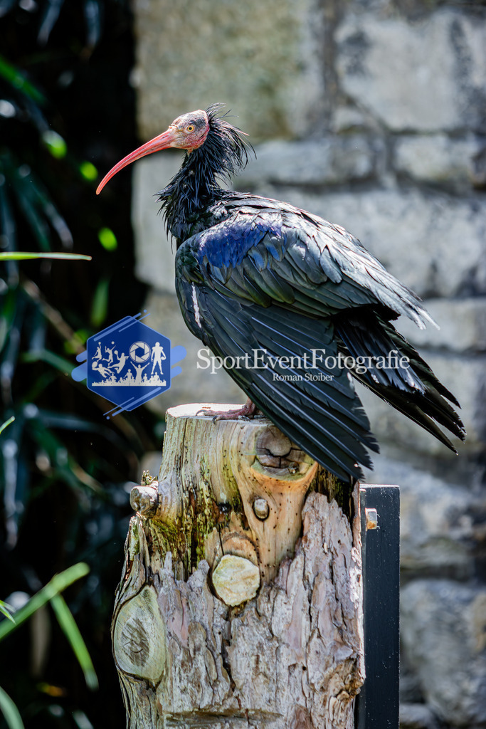 IMG_6633 | SportEventFotografie - Roman Stoiber