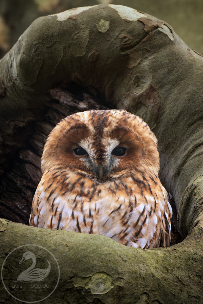 Waldkauz rötliche Färbung | Wunderschöner Waldkauz in rötlicher Gefiederfärbung 