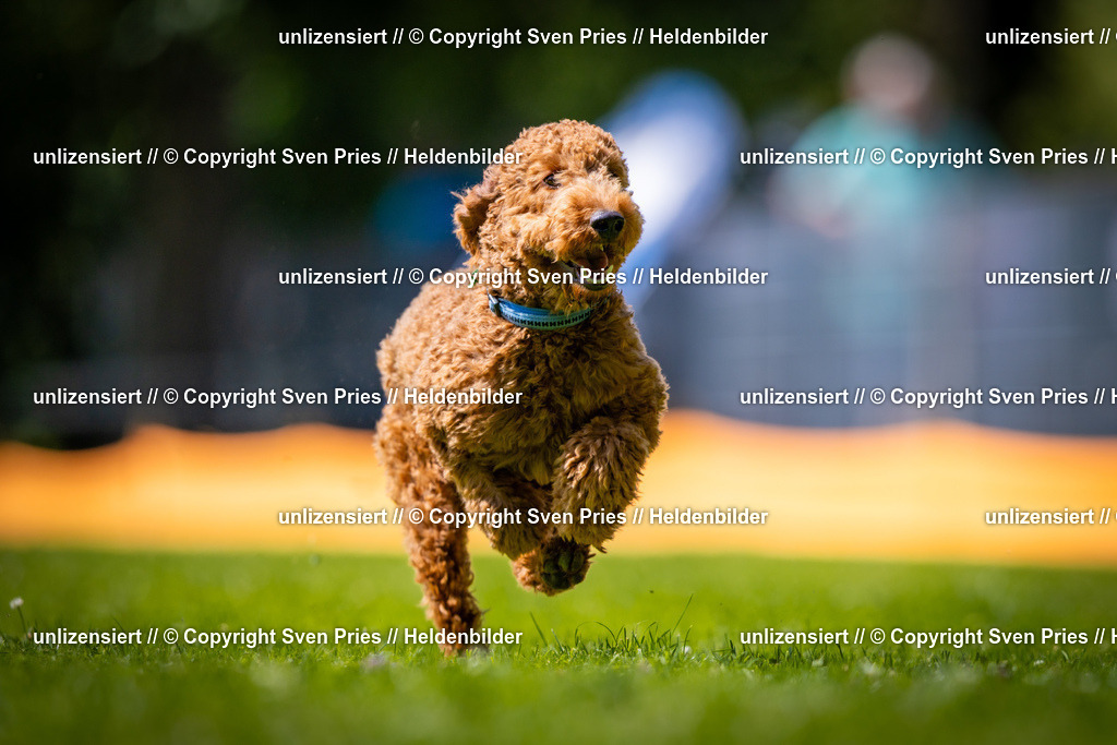 Sven Pries | 2025-08-10 - Hunderennen Durlach - Realisiert mit Pictrs.com