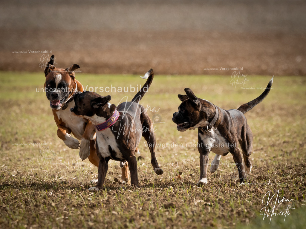 _16A8921-1 | Einzigartige Fotos von Hunden & Menschen –Actionfotos, Portraits, Vereinsaufnahmen & Paarshootings – authentisch, lebendig & mit Herz.