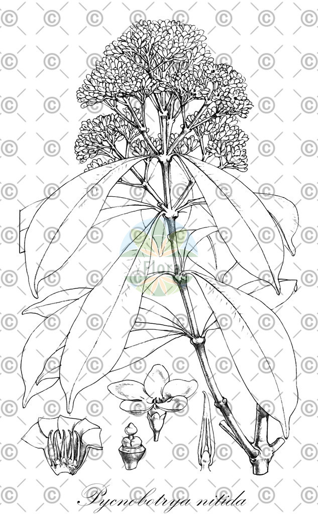 HistAbb_wfo-0000396733_1_ENZY_Simple | Historische Abbildung von Pycnobotrya nitida - Apocynaceae | Historical Illustration of Pycnobotrya nitida - Apocynaceae