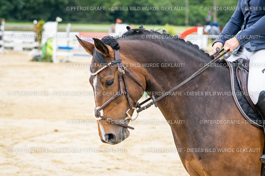 DSC04513 | Pferdegrafie