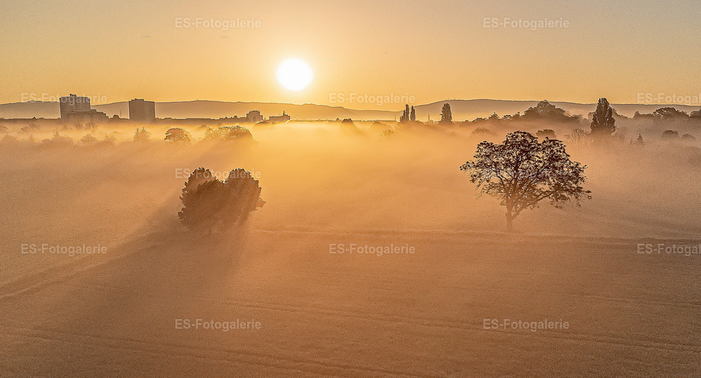 Morgennebel Schwetzingen