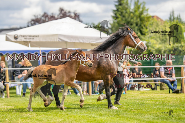IG WELSH VM 2024-356 | mandyhollmannphotographie
