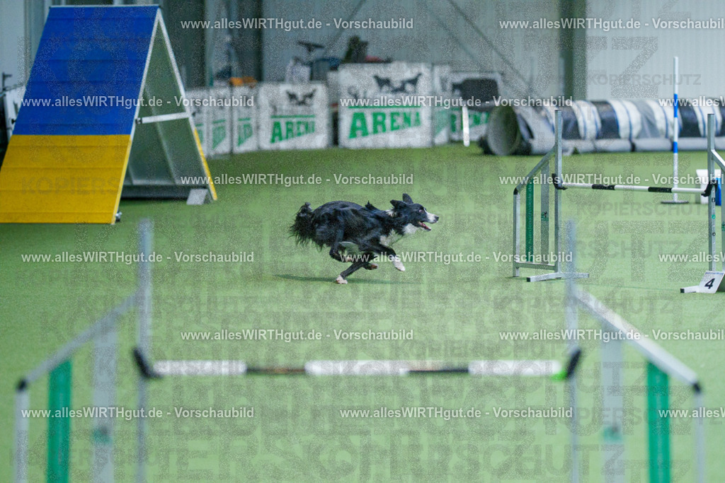 @allesWIRTHgut_Tierfotografie - www.allesWIRTHgut.de - 2604260831-7R507047 | Professionelle Tierfotografie in Mönchengladbach von Daniel Wirth (allesWIRTHgut). Liebevolle & natürliche Bilder von Hunden & Katzen für unvergessliche Erinnerungen.