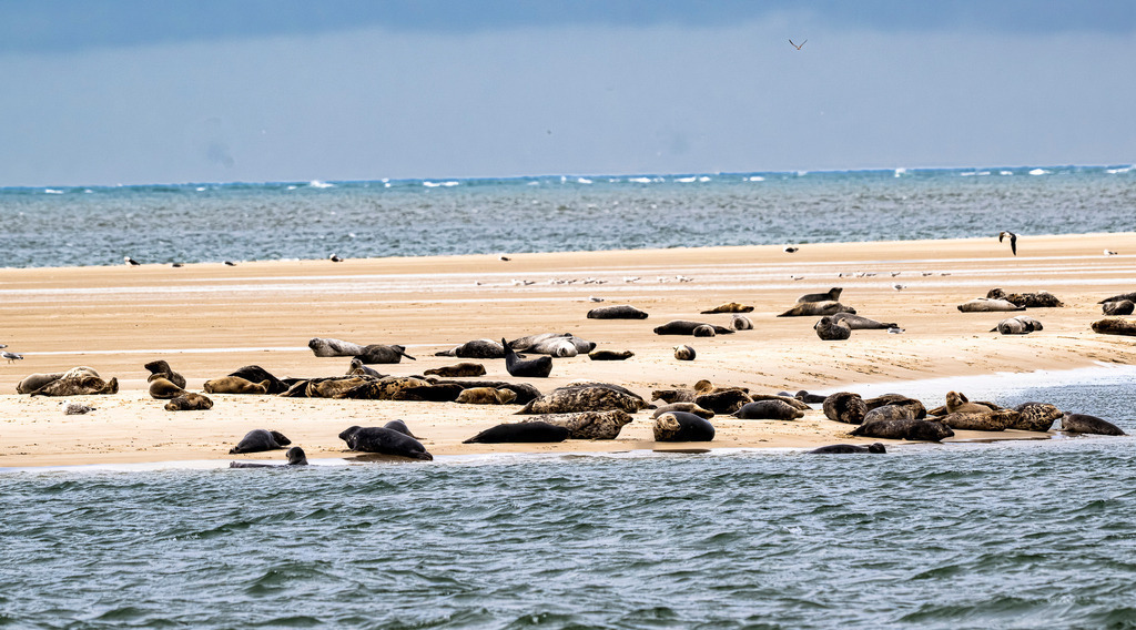 Seehunde und Kegelrobben auf einer Sandbank vor Texel: Naturerlebnis im Wattenmeer | Eine große Gruppe von Seehunden und Kegelrobben ruht auf einer freiliegenden Sandbank im Wattenmeer vor der niederländischen Nordseeinsel Texel. Die Meeressäuger nutzen die geschützte Sandbank zur Rast und Erholung mitten im Küstengewässer unter bedecktem Himmel. Hervorragend geeignet für redaktionelle Beiträge über die Heimische Tierwelt, Artenschutz, Nationalpark Wattenmeer, Sanfttourismus und Naturerlebnisse an der Nordsee. - Realisiert mit Pictrs.com